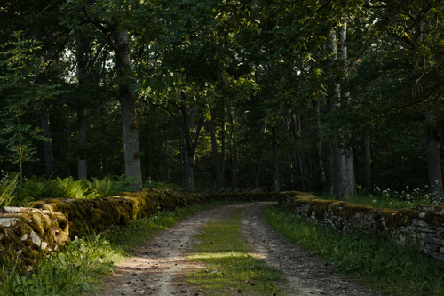 Free A tranquil forest path with moss-covered stone walls in the countryside. Stock Photo