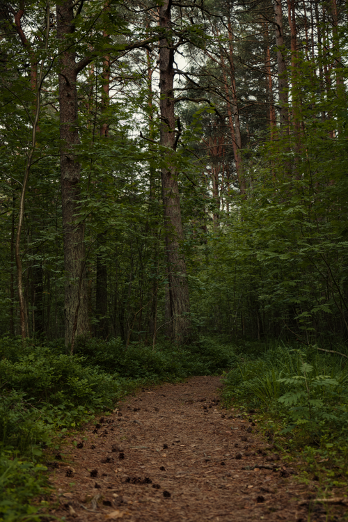 Free Winding path through a tranquil green forest, ideal for nature walks. Stock Photo