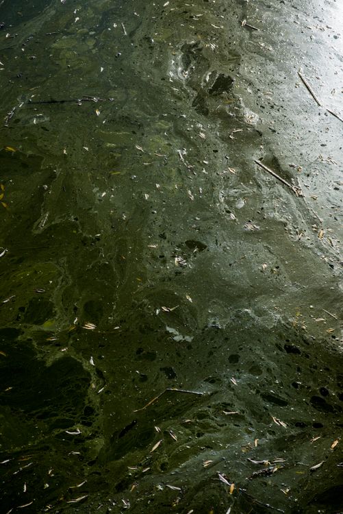Algae Photo Green Algae Blooms on Water Surface · Free Stock Photo