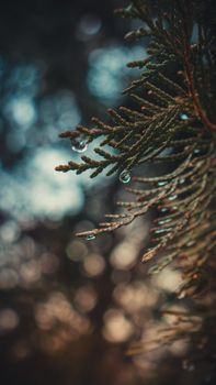 Detailed shot of an evergreen branch with dew drops highlighting the beauty of nature.