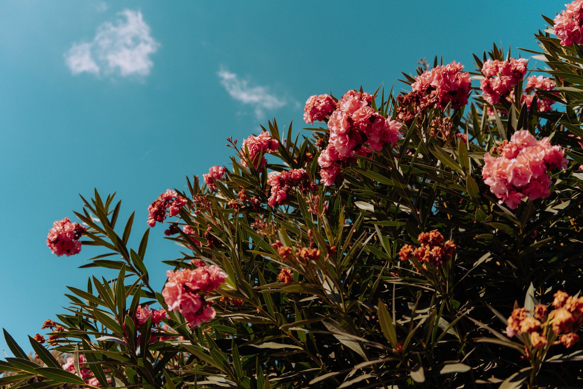 Beautiful pink oleander flowers with a lush backdrop under a bright blue sky.