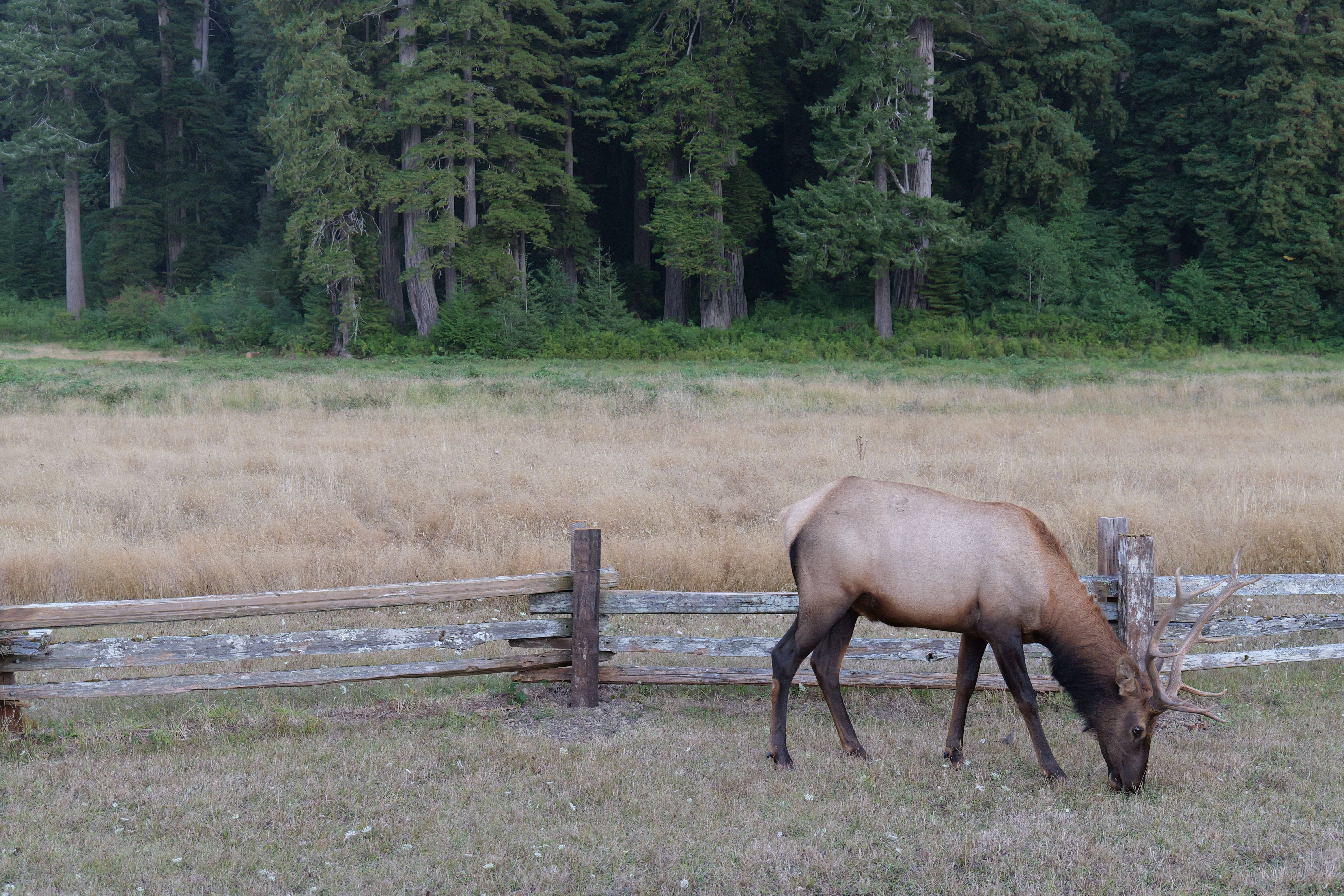 Elk Grazing Near Forest in Peaceful Meadow · Free Stock Photo