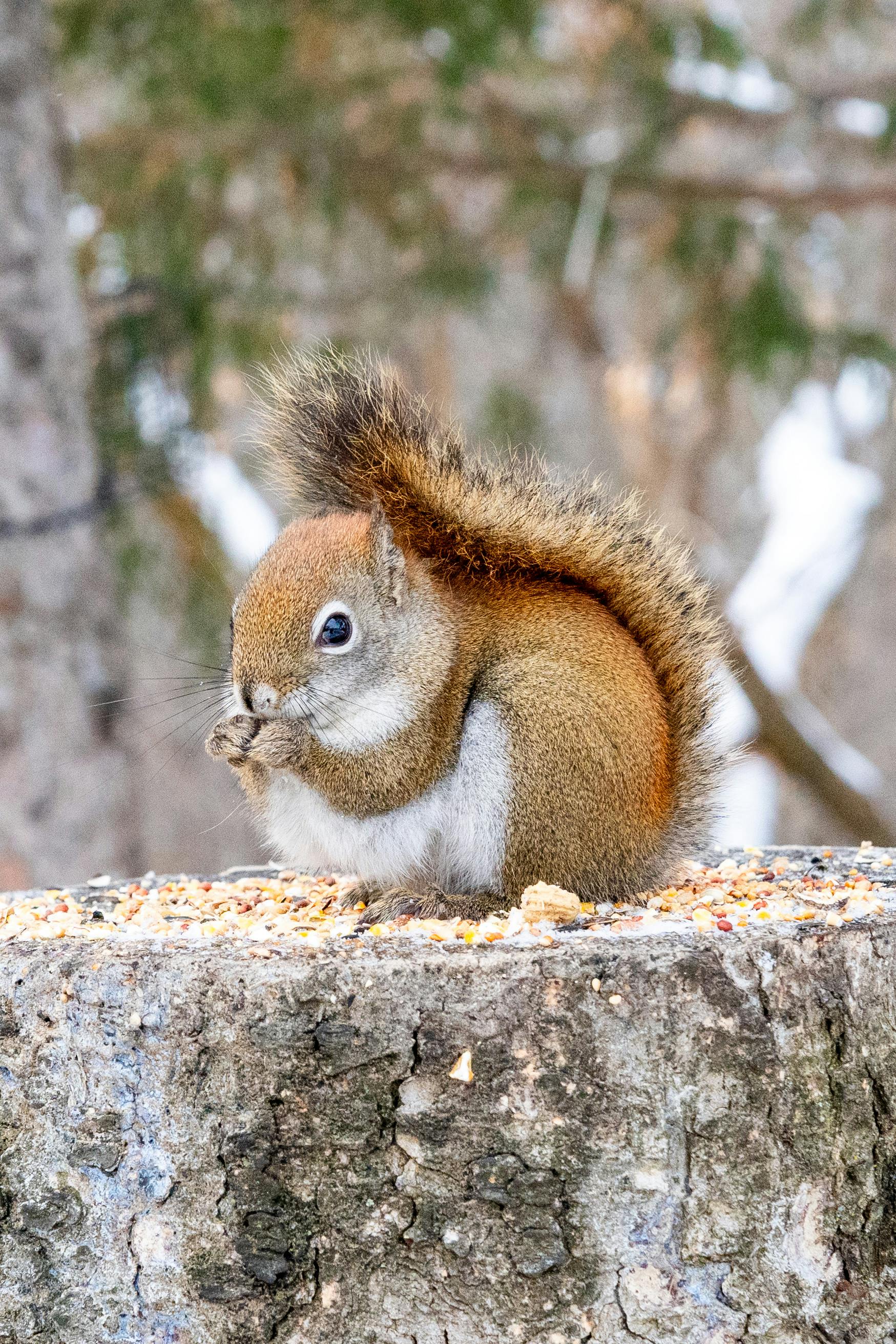 Adorable Red Squirrel Enjoying a Snack · Free Stock Photo, image size:1749x2624