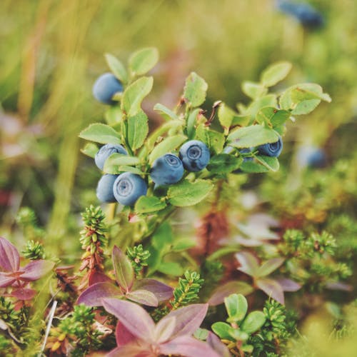 Free stock photo of berries, berry, forest