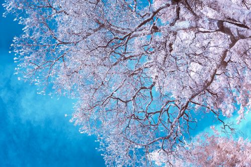 Free Bright winter scene of frosty tree branches with a vibrant blue sky background. Stock Photo