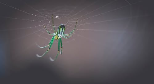 Araña De Tejido De Orbe Verde Y Negro