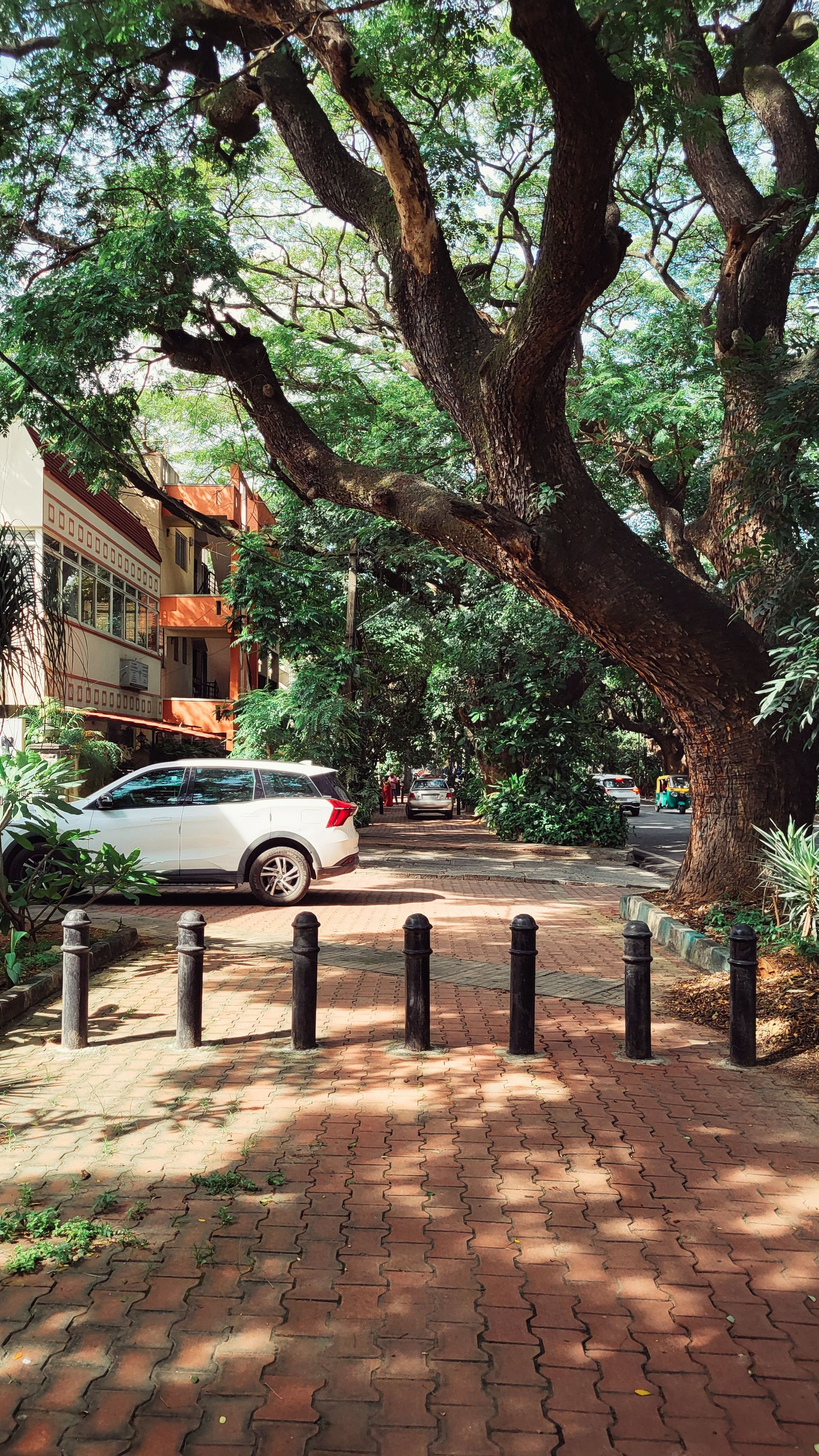 A tree-lined street with parked cars, Bengaluru