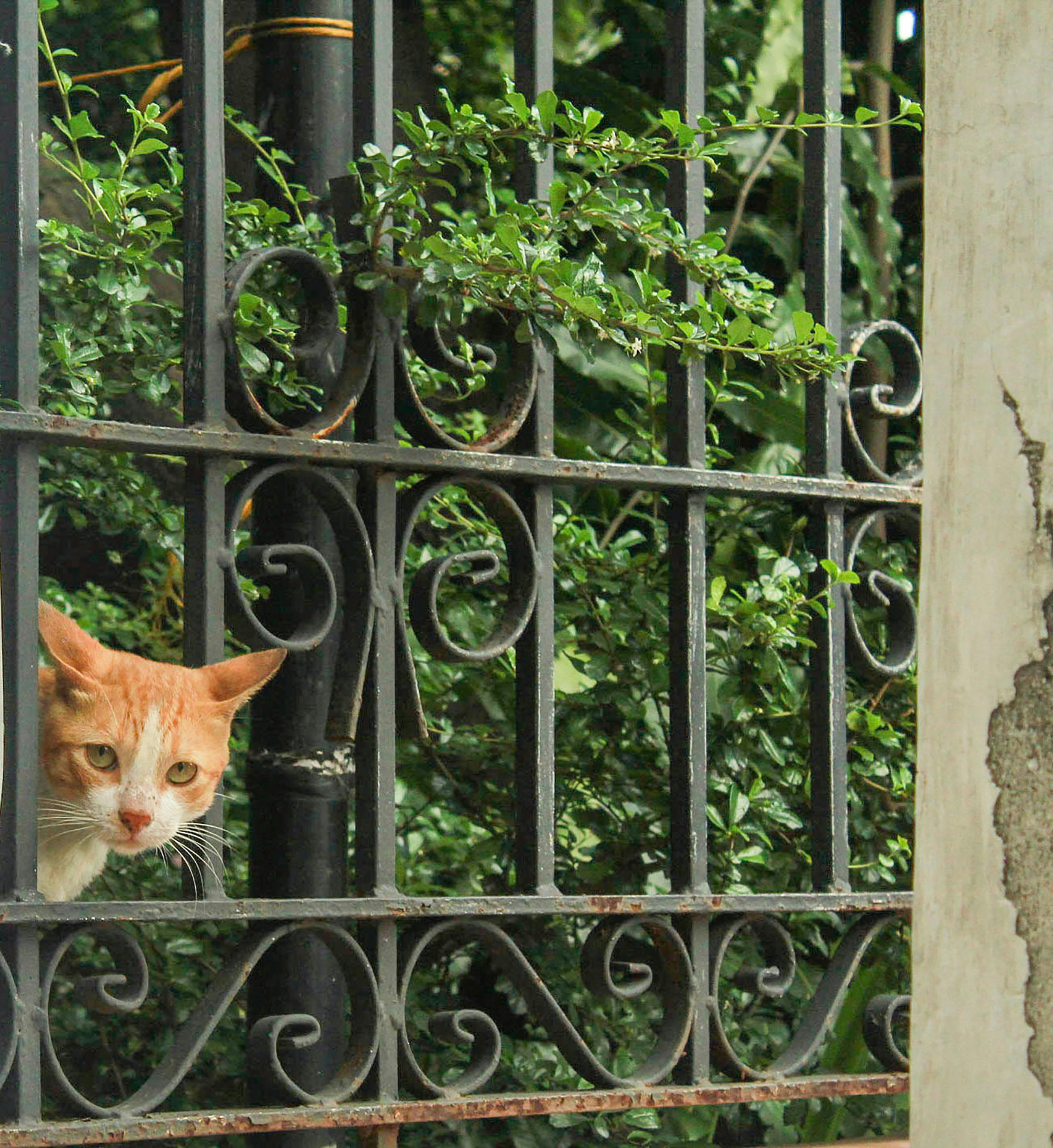 Free stock photo of animal, cat, philippines