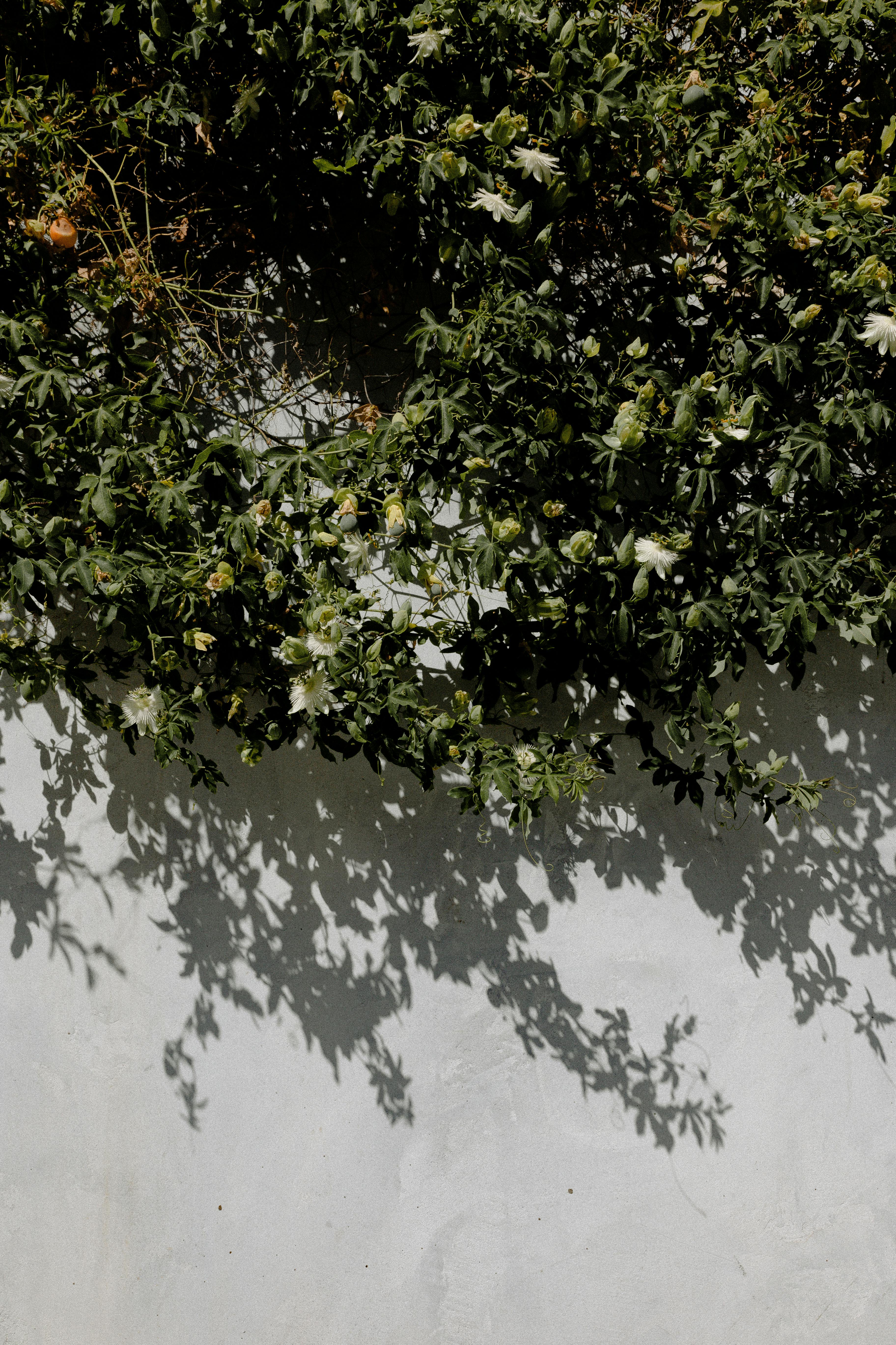 green leaves on white surface