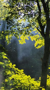 Image by Edanur Sonkaya