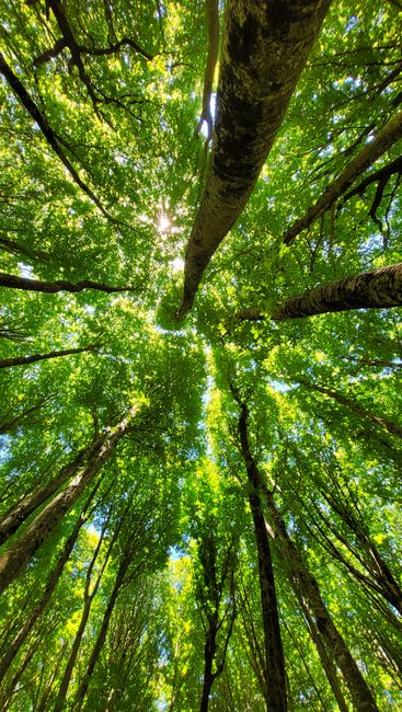 Stunning upward view of a lush green forest canopy with sunlit leaves on a bright summer day.