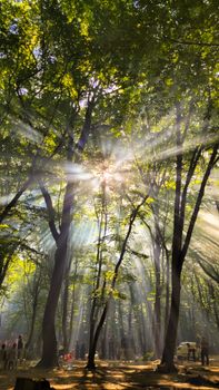 Sunlight beams through tall trees in a serene forest, creating a tranquil atmosphere.