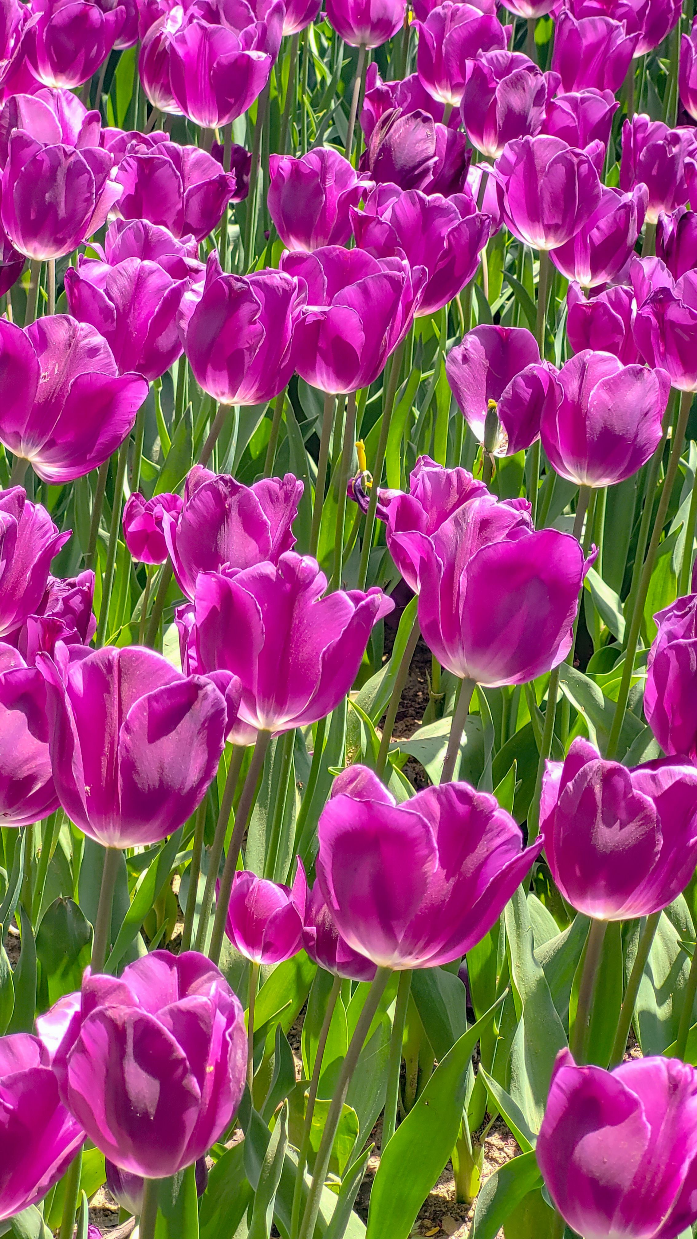 Vibrant Pink Tulip Field in Full Bloom · Free Stock Photo