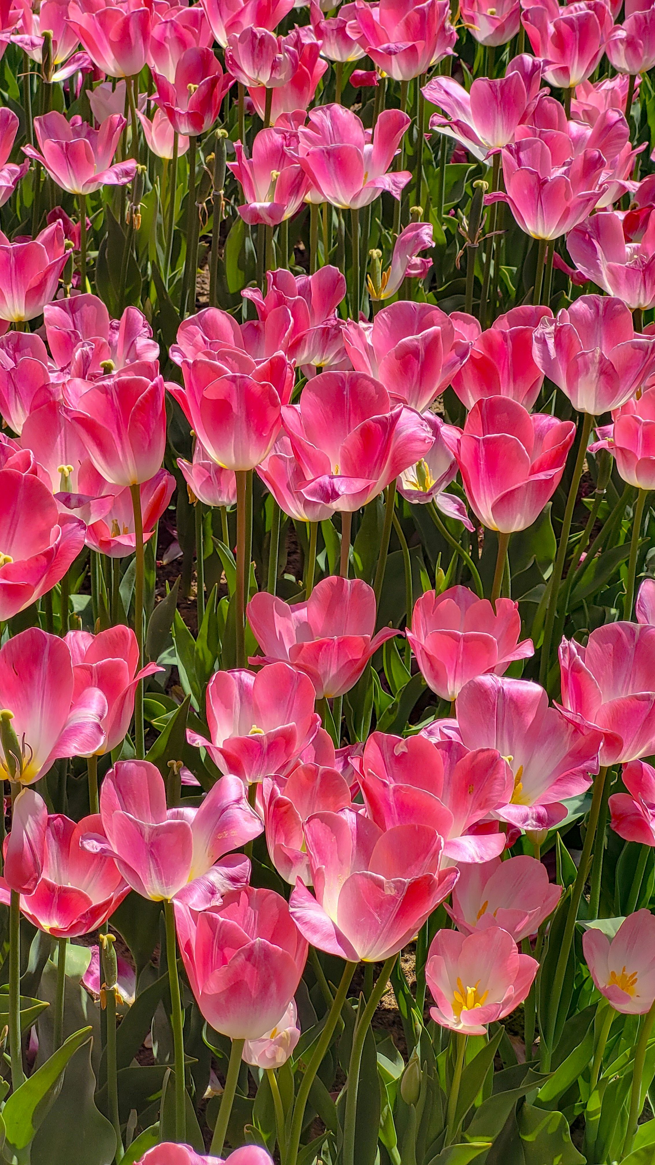 Vibrant Pink Tulip Field in Bloom · Free Stock Photo