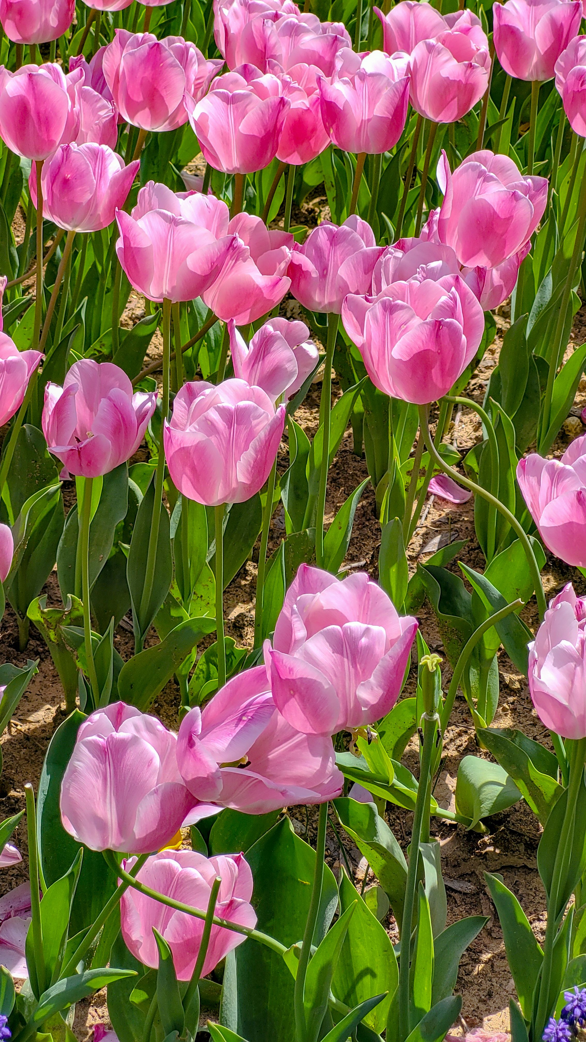 Beautiful Bloom of Pink Tulips in Spring Sunlight · Free Stock Photo