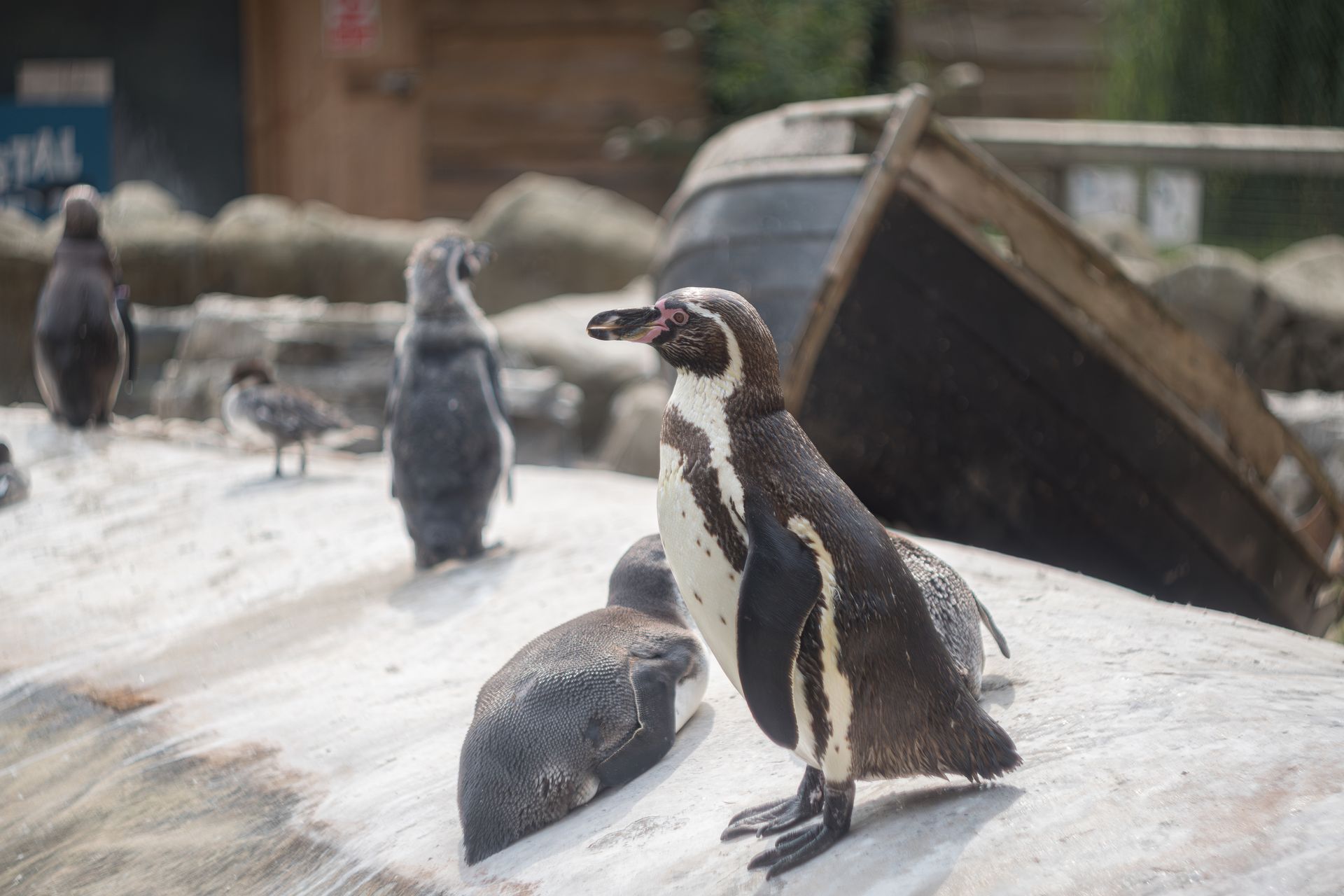 Humboldt penguins basking in the sun at a zoo exhibit, showcasing natural behaviors.