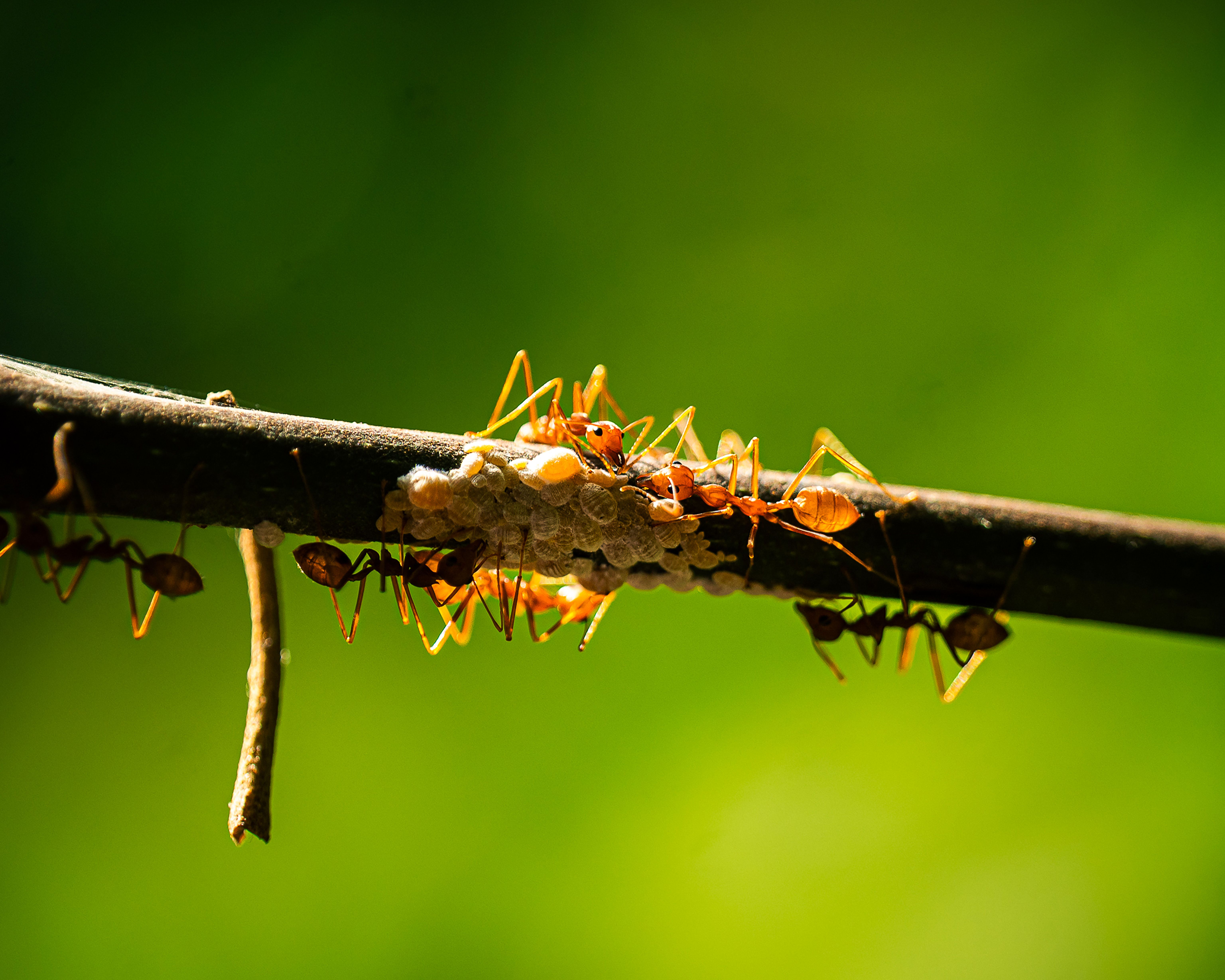 Why Choose Our Ant Control Services