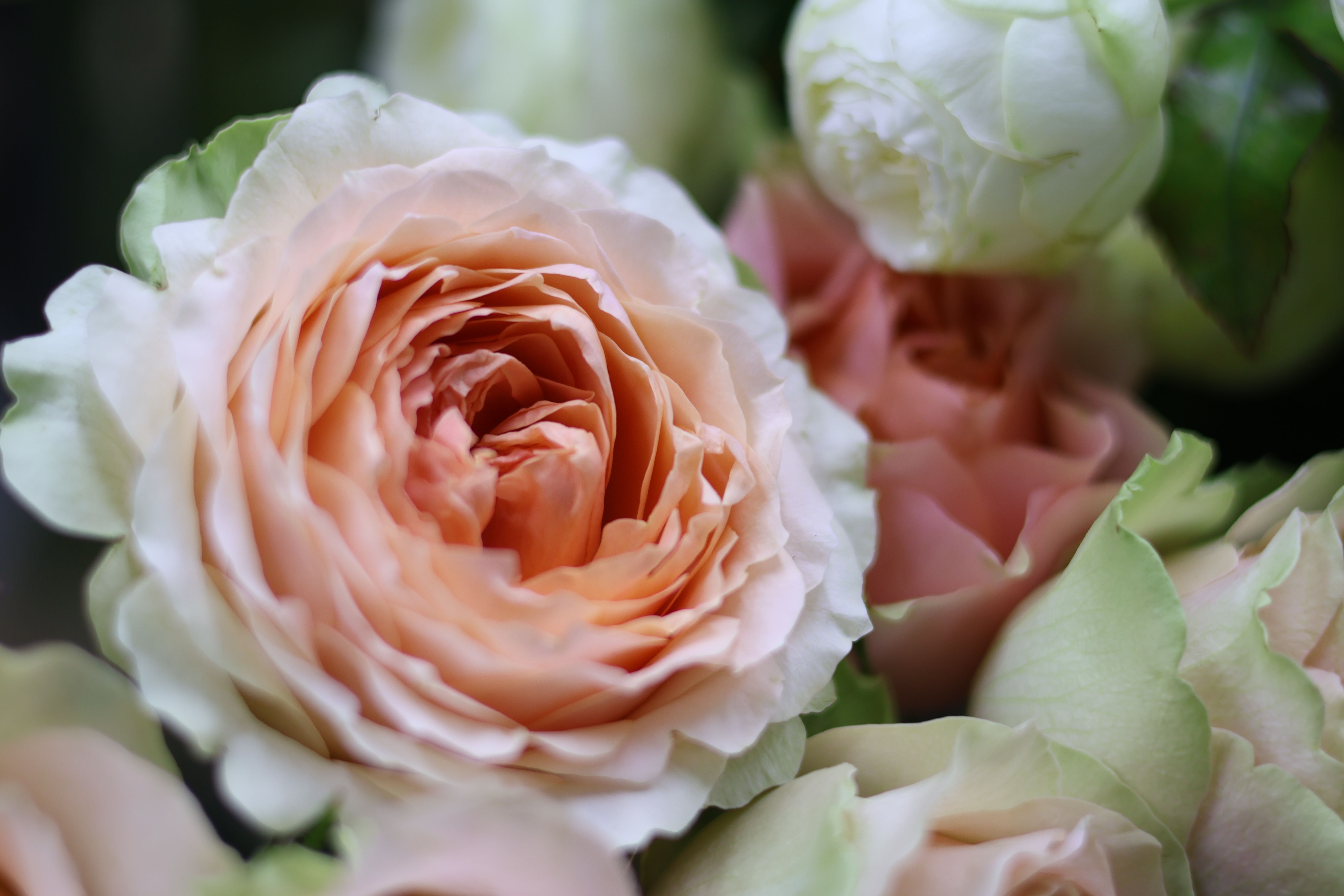 Close-up of delicate peach roses showcasing intricate petal details.