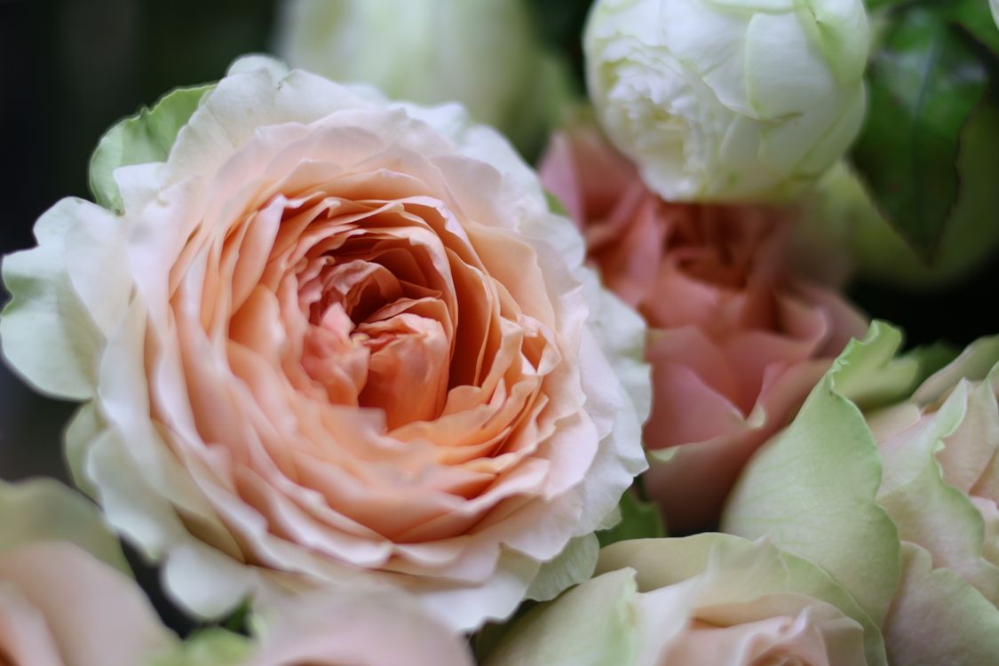 Peach Roses Fresh Delicate Peach Roses in Full Bloom Close-Up · Free Stock Photo