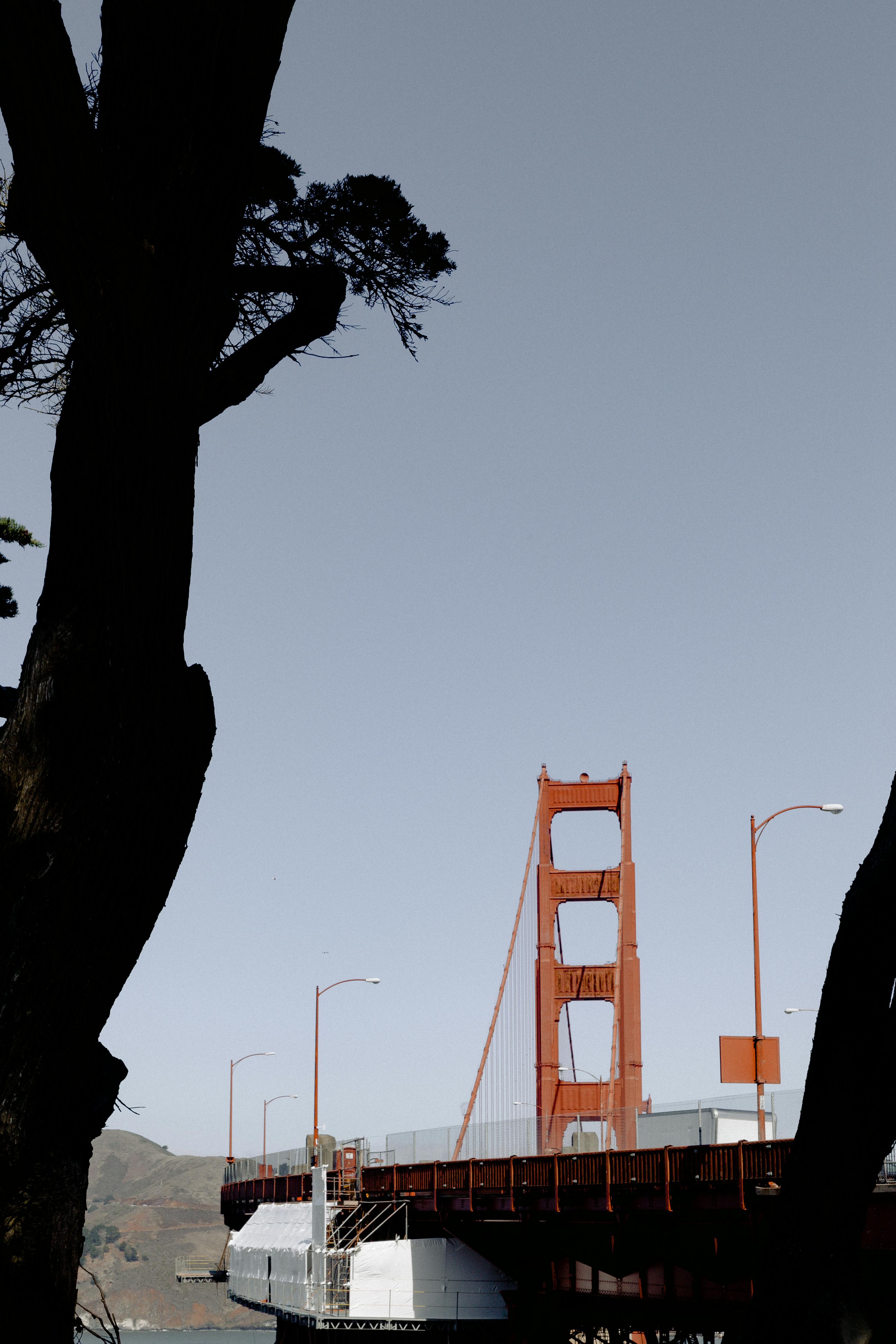 晴朗的天空下，金门大桥的标志性景观被树木的黑暗轮廓映衬着