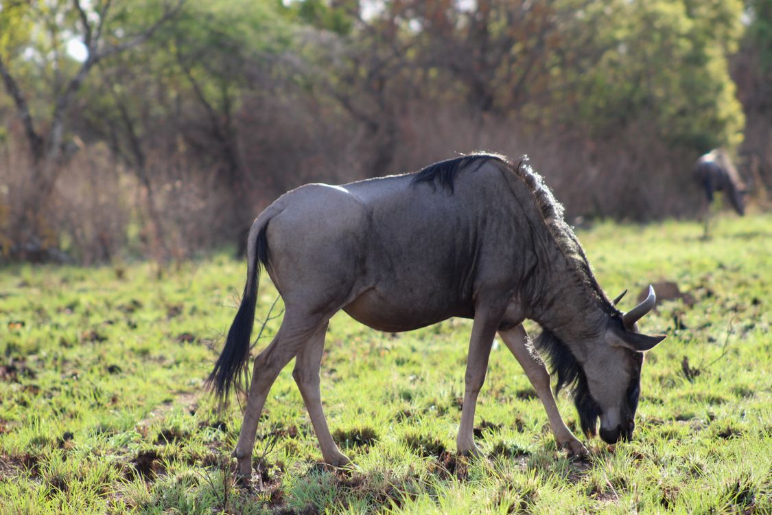 Tracking the Big Five in South Africa