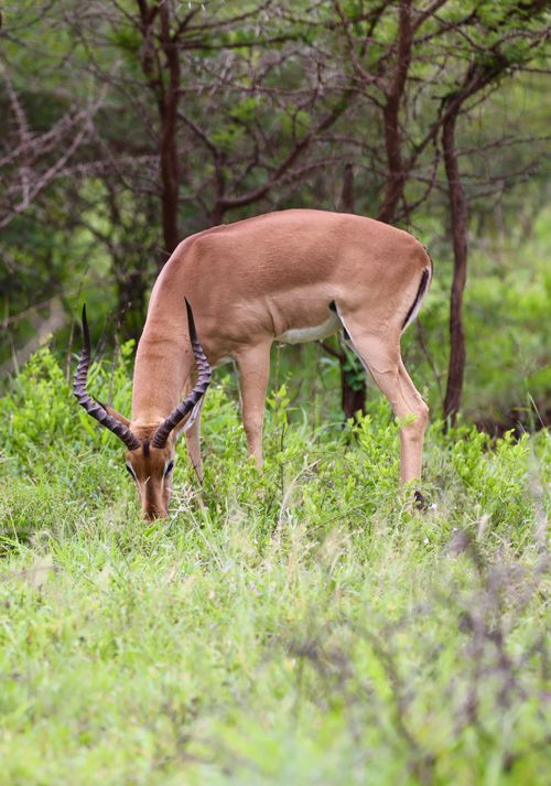 Free African antelope grazing in lush green KZN landscape, South Africa. Stock Photo