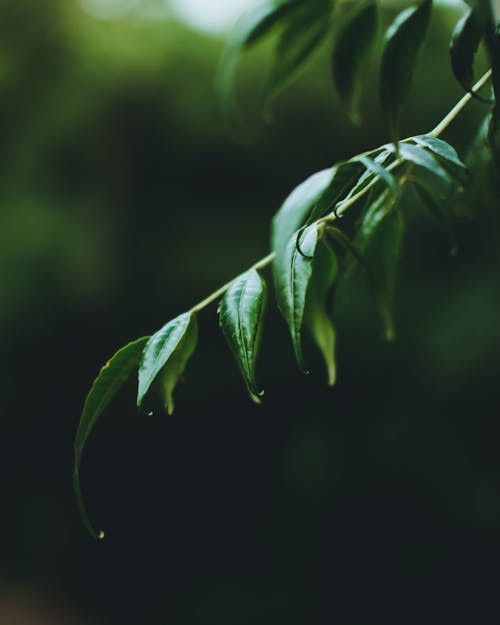 Неглубокая фотография зеленых листьев