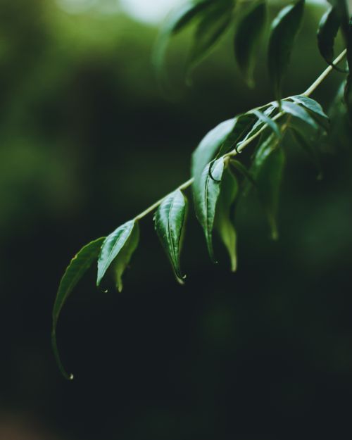 Free A close-up view of vibrant green leaves on a branch with a blurry background, evoking natural freshness. Stock Photo