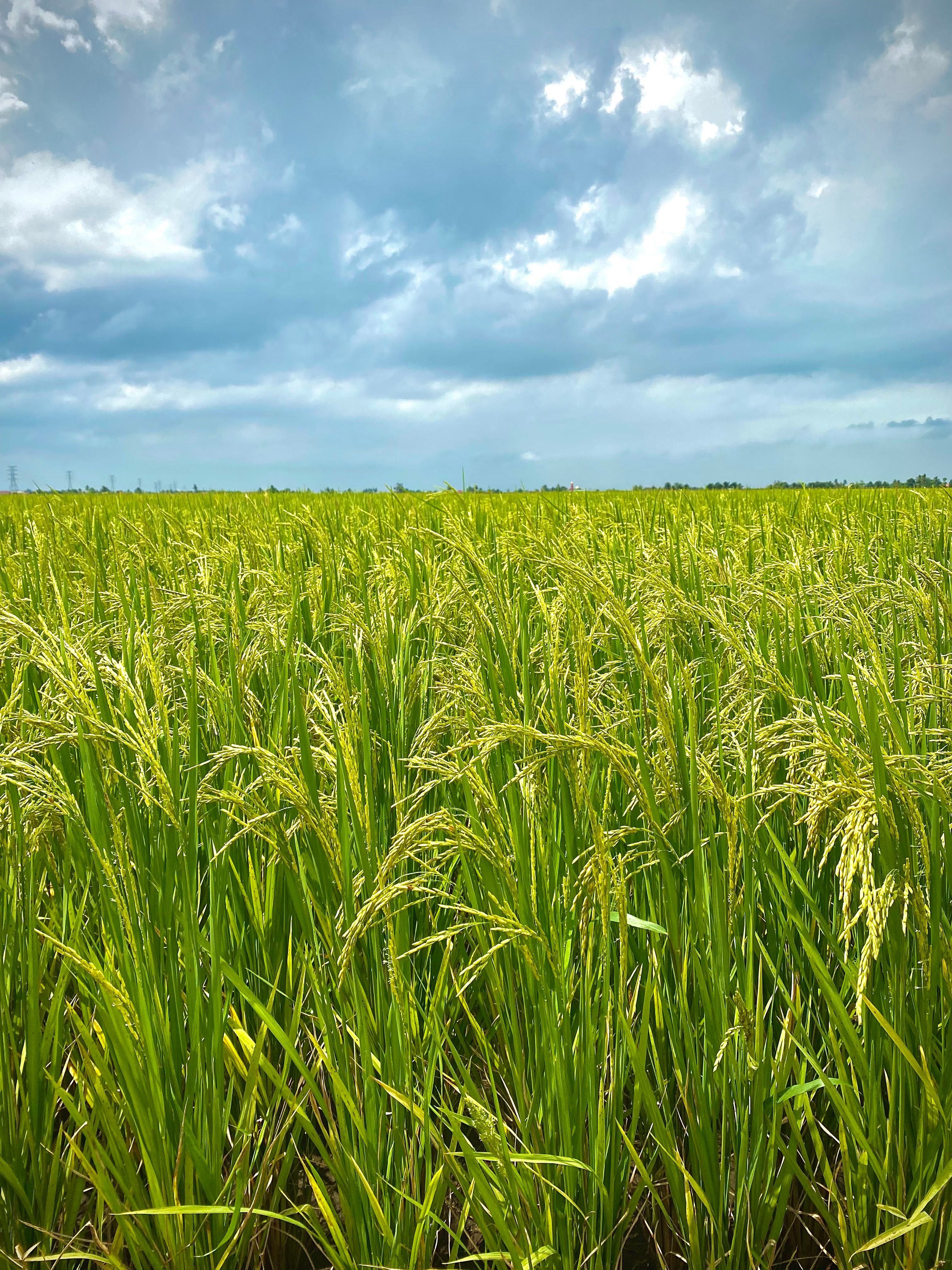 Lush Green Rice Field Under Cloudy Sky in Malaysia · Free Stock Photo