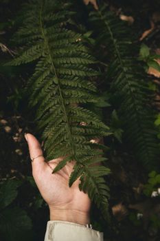 A close-up view of a hand holding a green fern leaf in a natural outdoor setting.