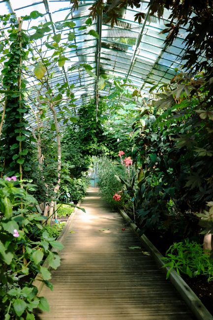 Explore a lush indoor garden in a Paris greenhouse, bathed in natural light.