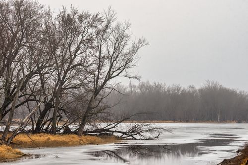 Free A serene winter scene of bare trees and a partially frozen river in Nelson, Wisconsin. Stock Photo