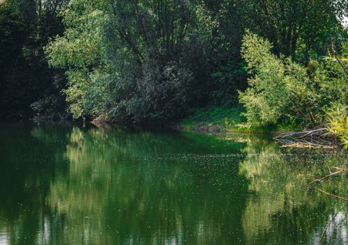 Free Peaceful riverside scene with lush trees reflecting in calm water, ideal for relaxation themes. Stock Photo