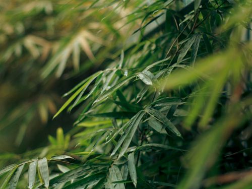 Free Close-up of vibrant bamboo leaves in Vietnam, showcasing natural beauty. Stock Photo
