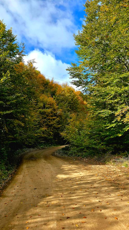 Free A tranquil autumn path winds through a vibrant forest with clear blue skies. Stock Photo