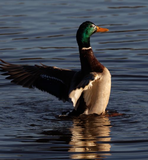 Free Mallard duck displaying wings gracefully on a serene water surface. Stock Photo