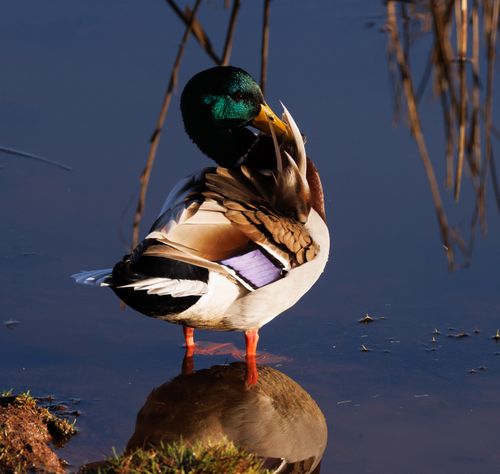 Free A colorful mallard duck preening by the water's edge with a clear reflection in tranquil waters. Stock Photo