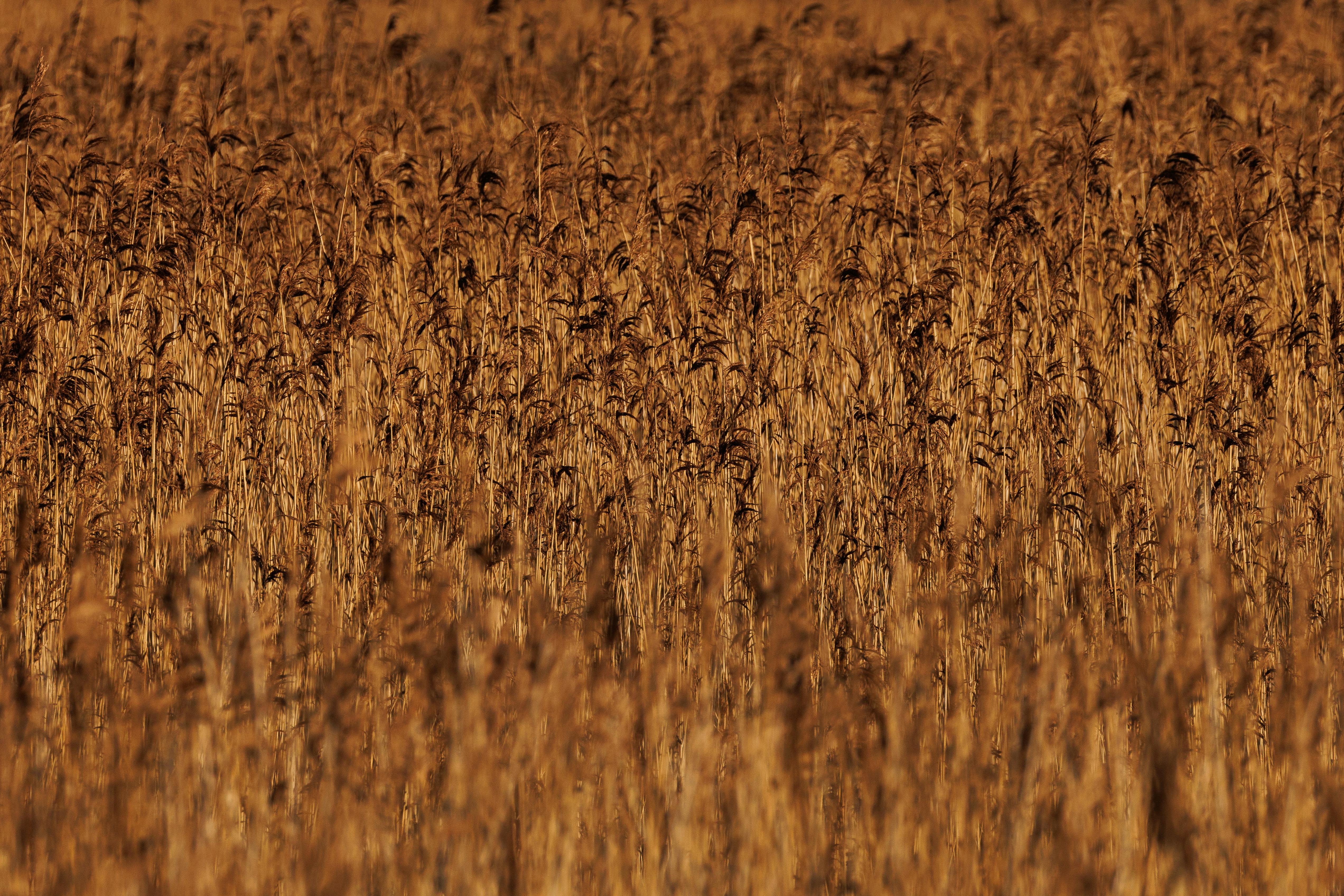 gratis Een sereen panoramisch uitzicht op een goudkleurig veld met hoog gras, verlicht door het herfstzonlicht. Stockfoto