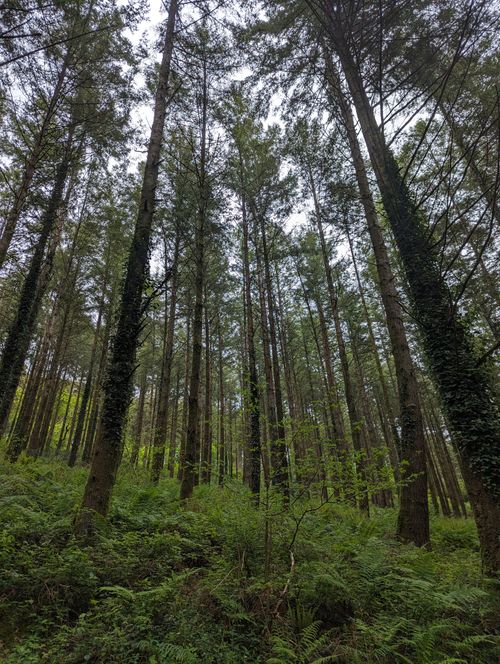 Free Tall trees create a peaceful atmosphere in a United Kingdom forest. Stock Photo