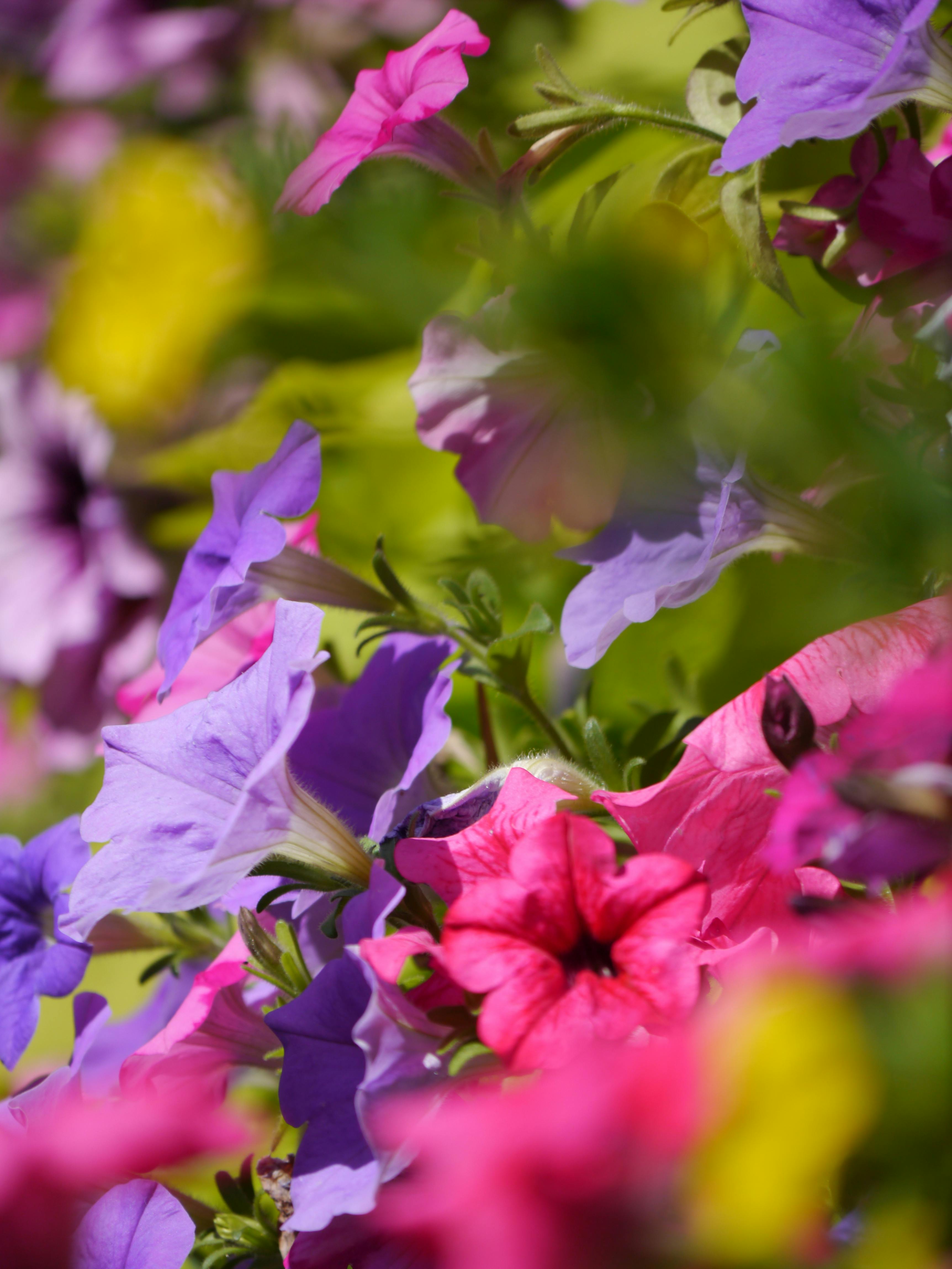 [ColoSach]-close-up-of-colorful-petunias-in-full-bloom,-showcasing-vibrant-hues-and-lush-garden-setting.