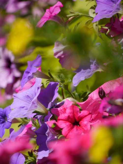 Free Close-up of colorful petunias in full bloom, showcasing vibrant hues and lush garden setting. Stock Photo