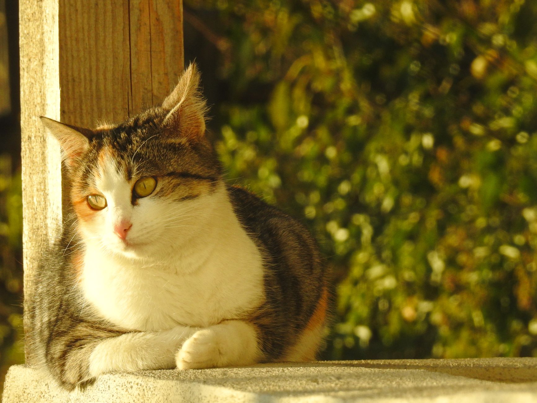 A tranquil tri-color cat lounging in the warm sunlight against a lush green backdrop.