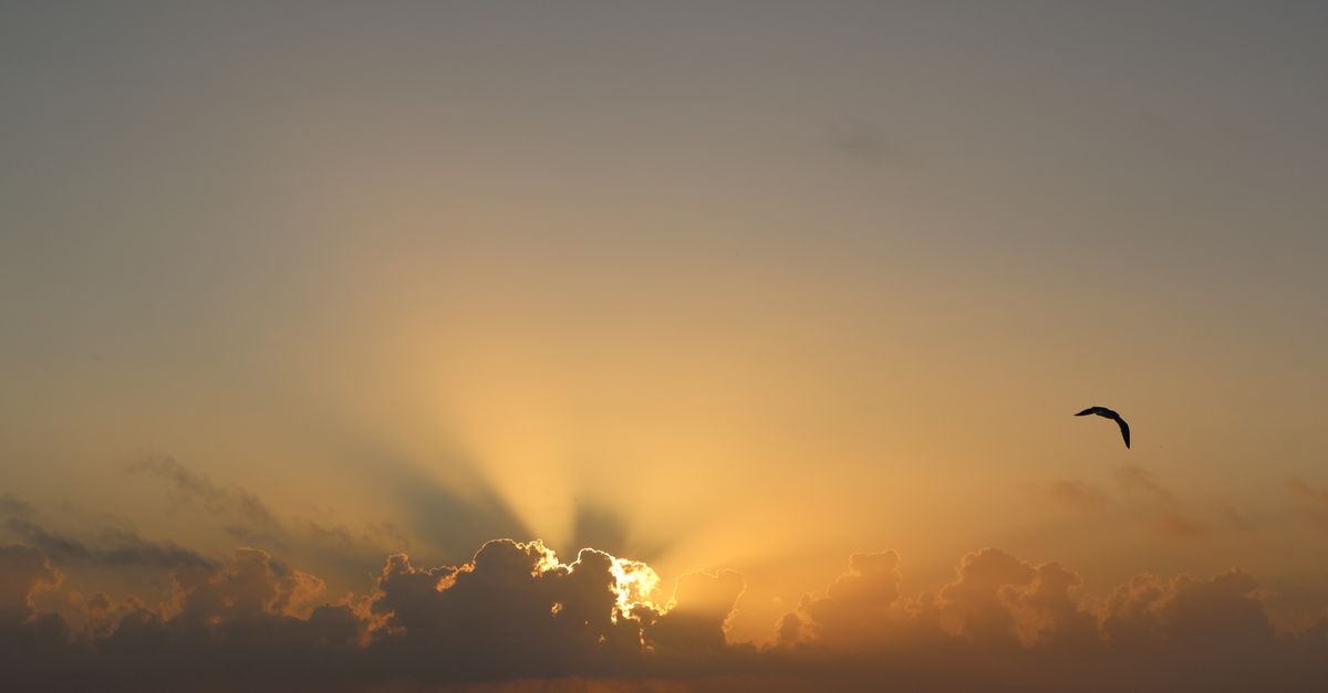 Peaceful sunrise with glowing clouds and a seagull flying over the ocean.