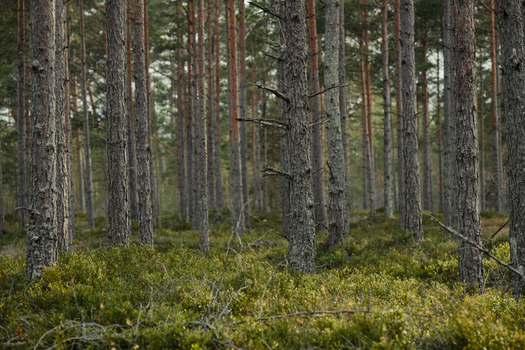 Lush pine forest with tall trees and dense mossy ground cover.