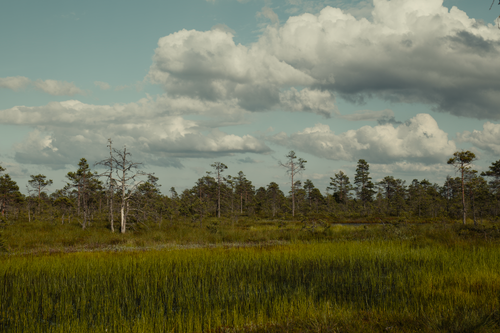 Free Expansive view of a lush wetland with dramatic clouds overhead, showcasing natural beauty. Stock Photo