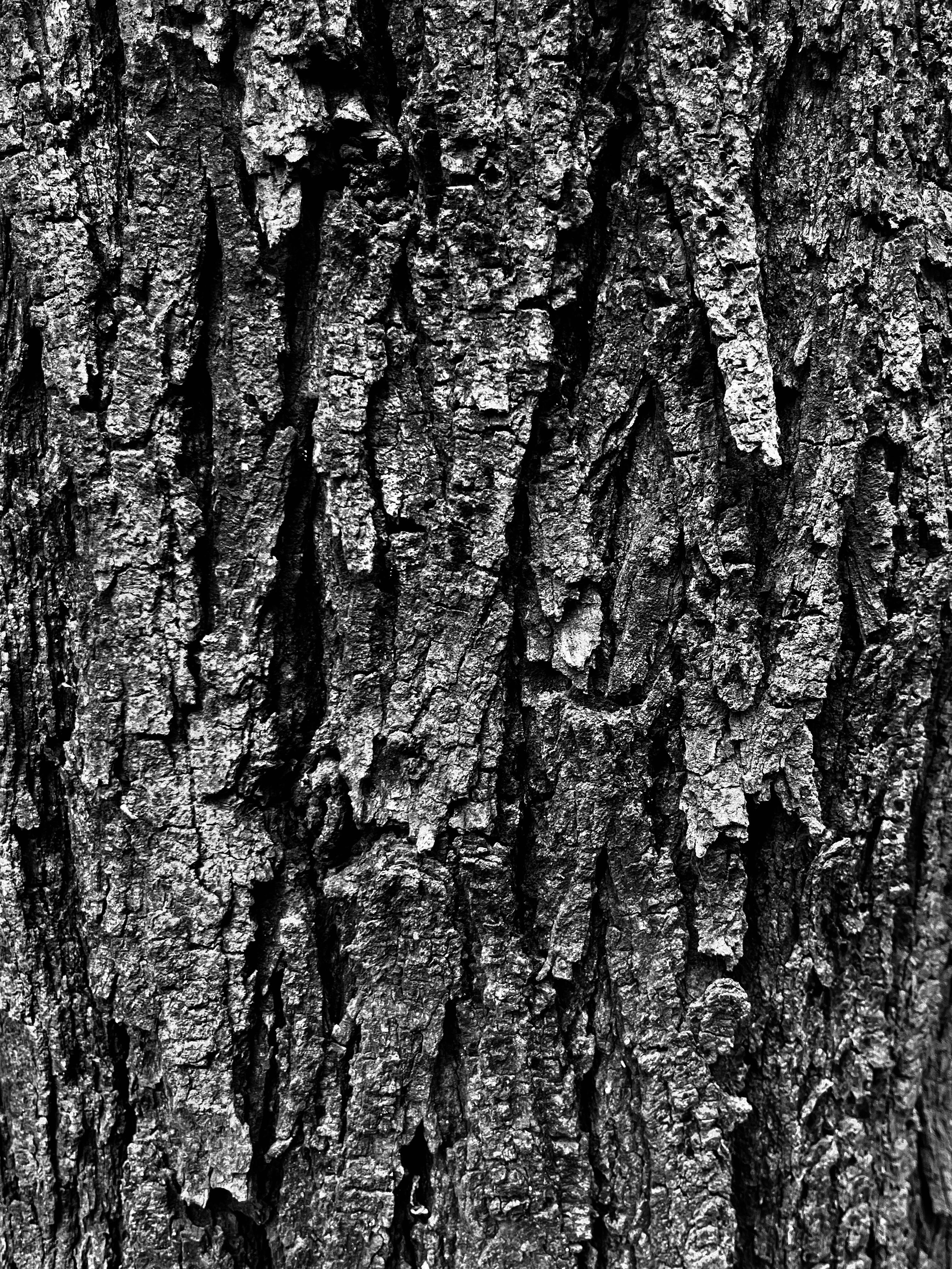 Detailed close-up of rugged tree bark. Perfect for nature and texture themes.
