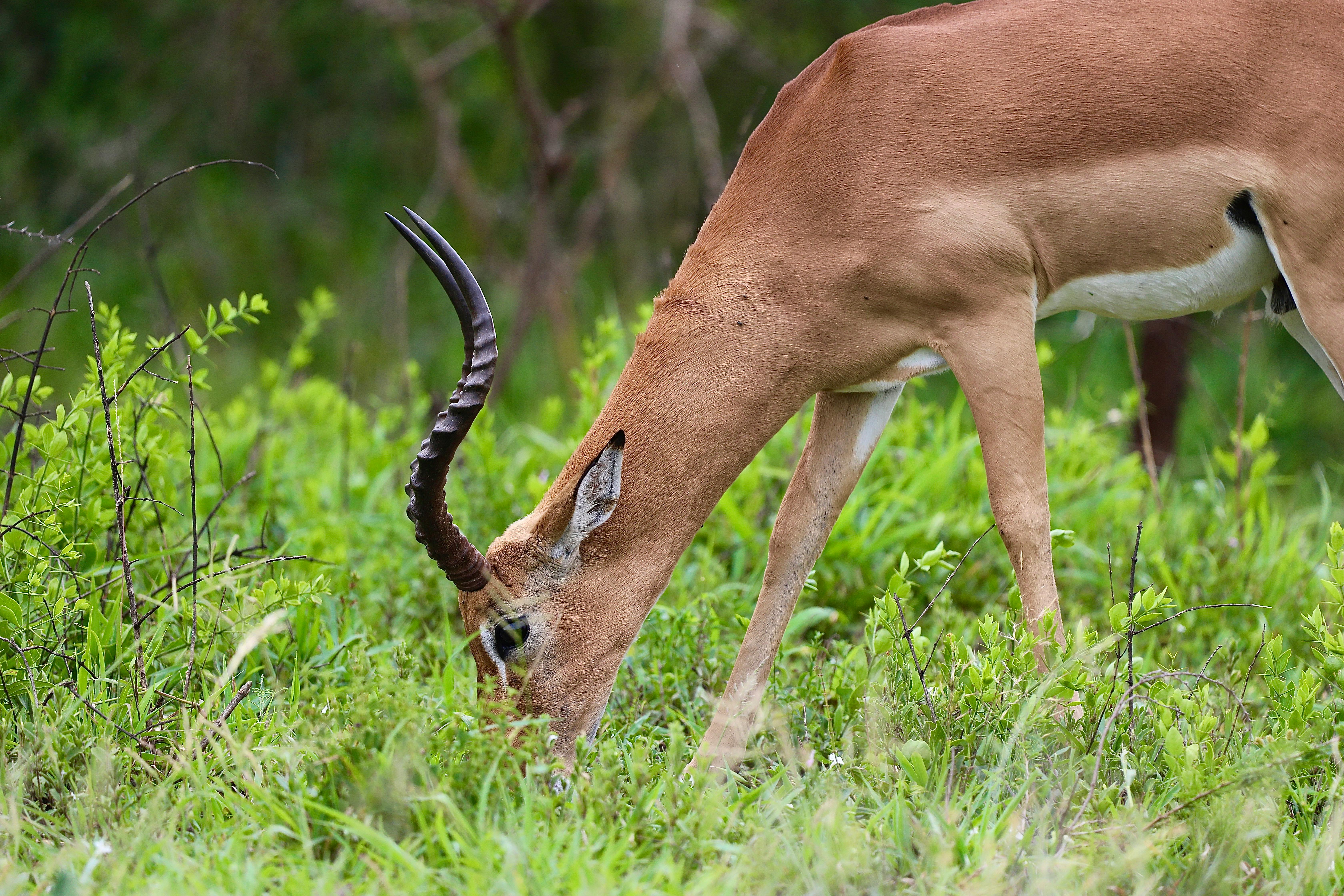 grátis Um close-up de um impala pastando na exuberante paisagem verde de KwaZulu-Natal, África do Sul. Foto profissional