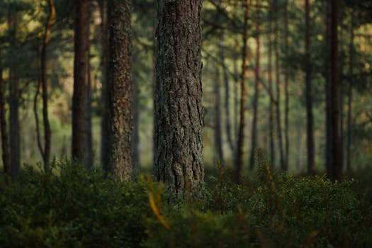 Tranquil pine forest with lush greenery and tree trunks, evoking peace and serenity.