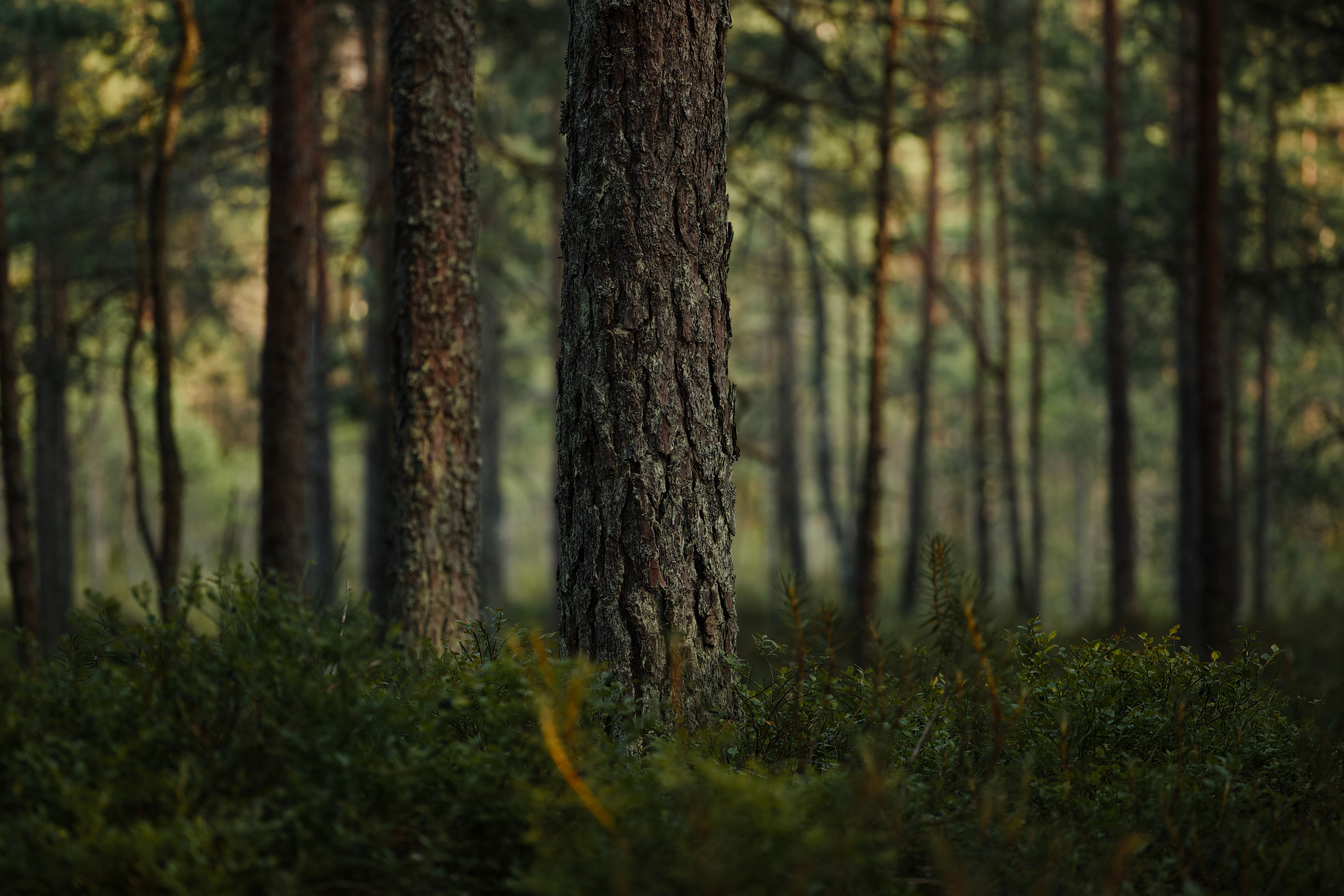 Serene Pine Forest Scene with Lush Greenery · Free Stock Photo
