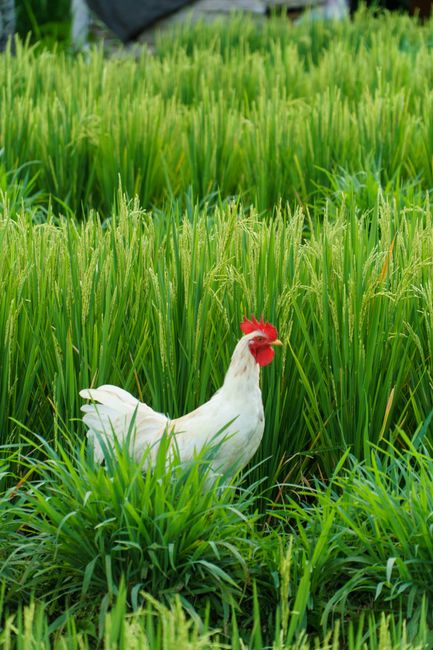 Ayam Pakan Nabati: Solusi Ramah Lingkungan untuk Ketahanan Pangan Indonesia